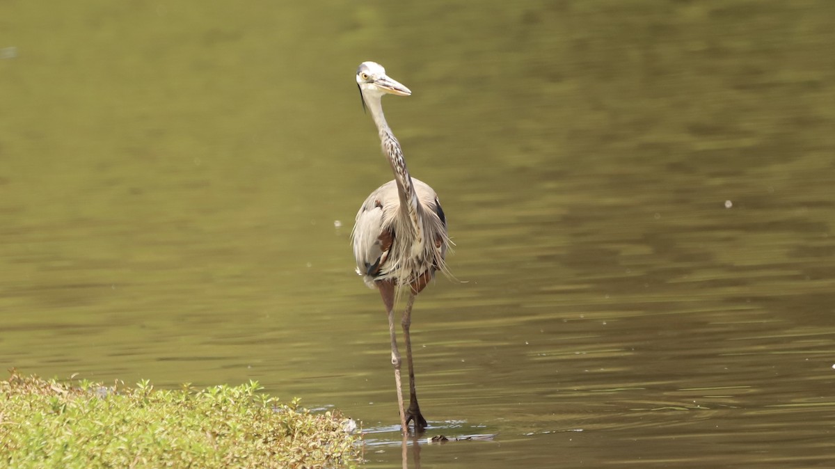 Great Blue Heron - ML622133467