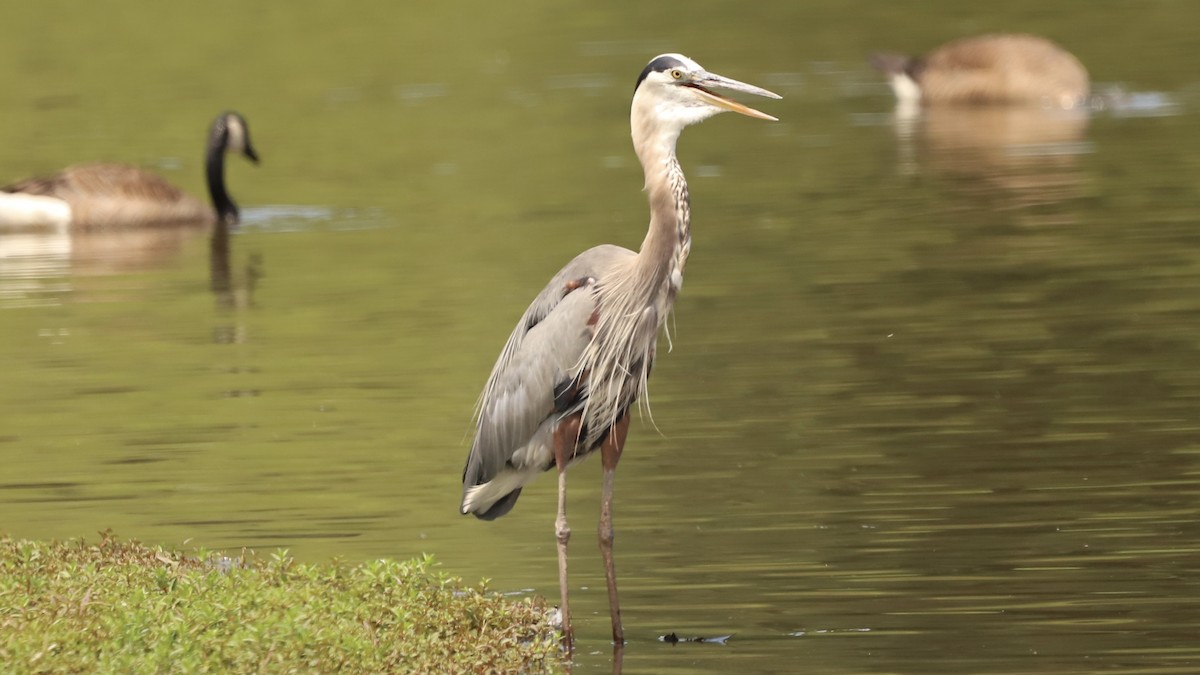 Great Blue Heron - ML622133469