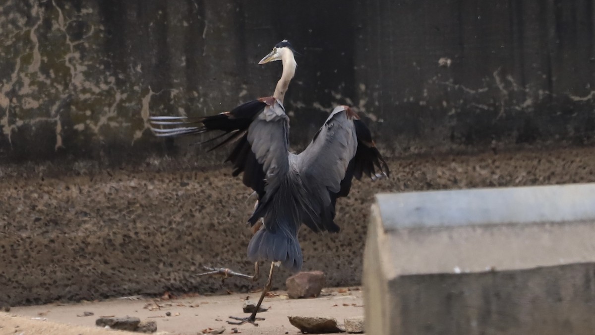 Great Blue Heron - ML622133470