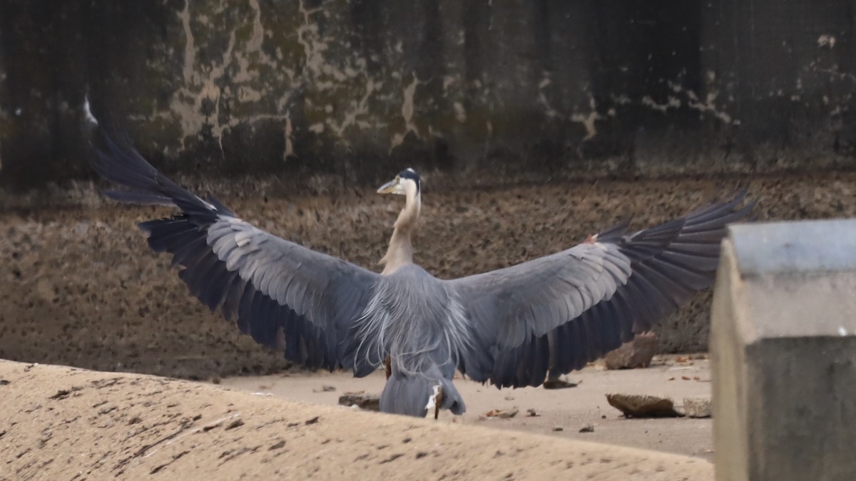 Great Blue Heron - ML622133471