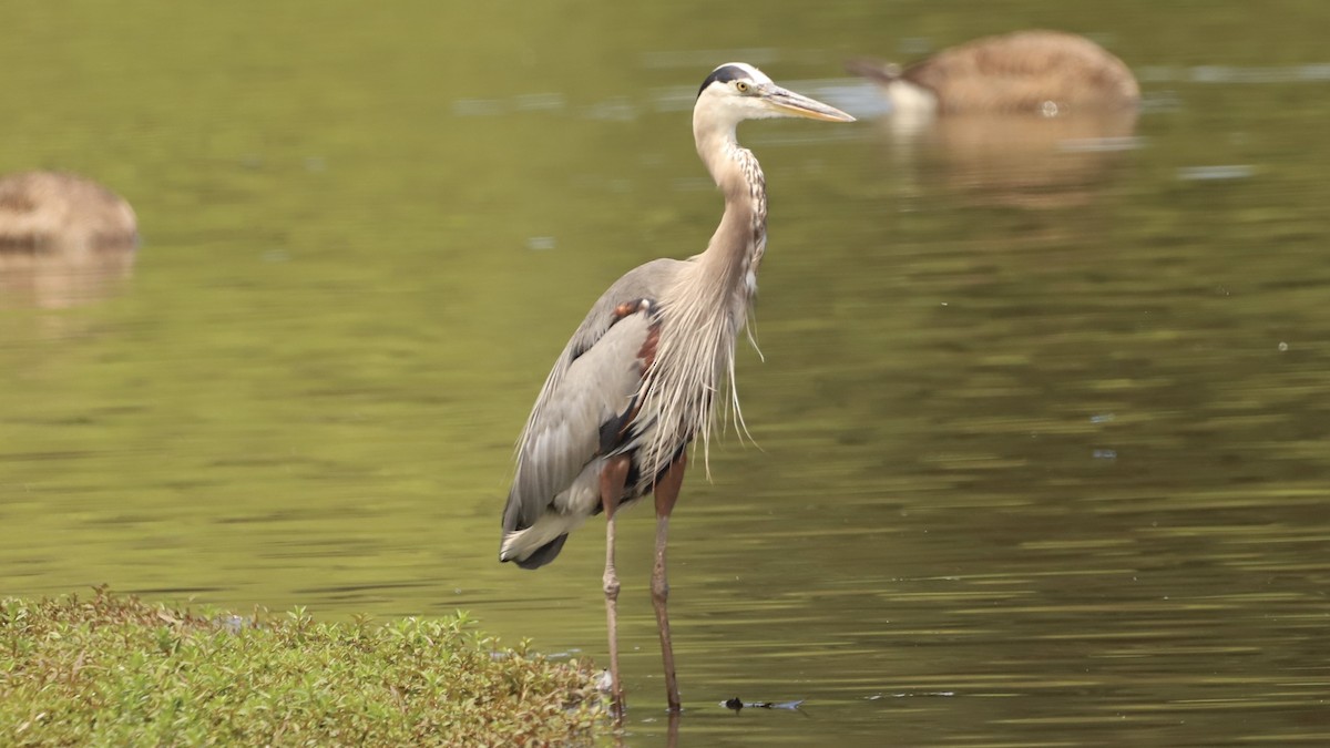 Great Blue Heron - ML622133472