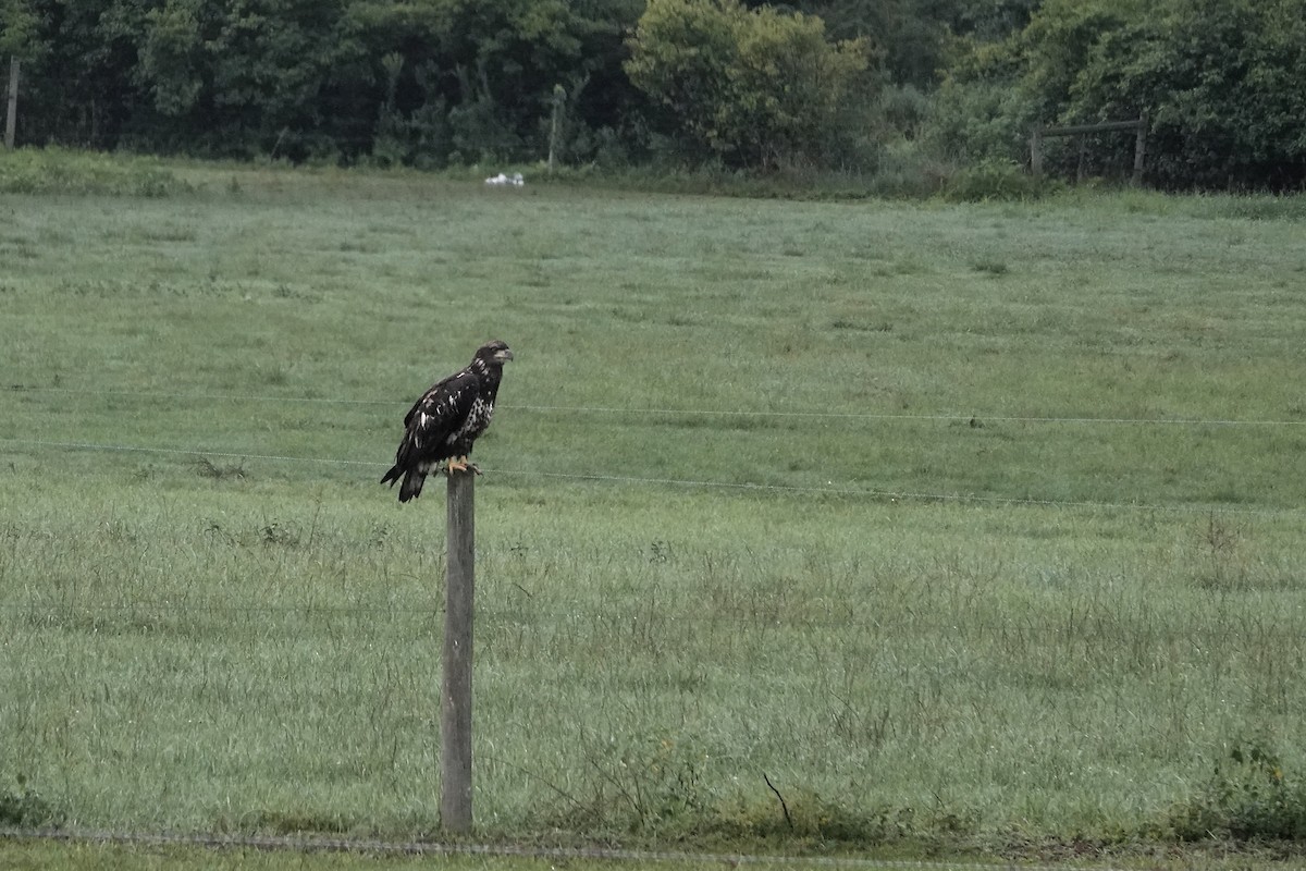 Bald Eagle - ML622133473