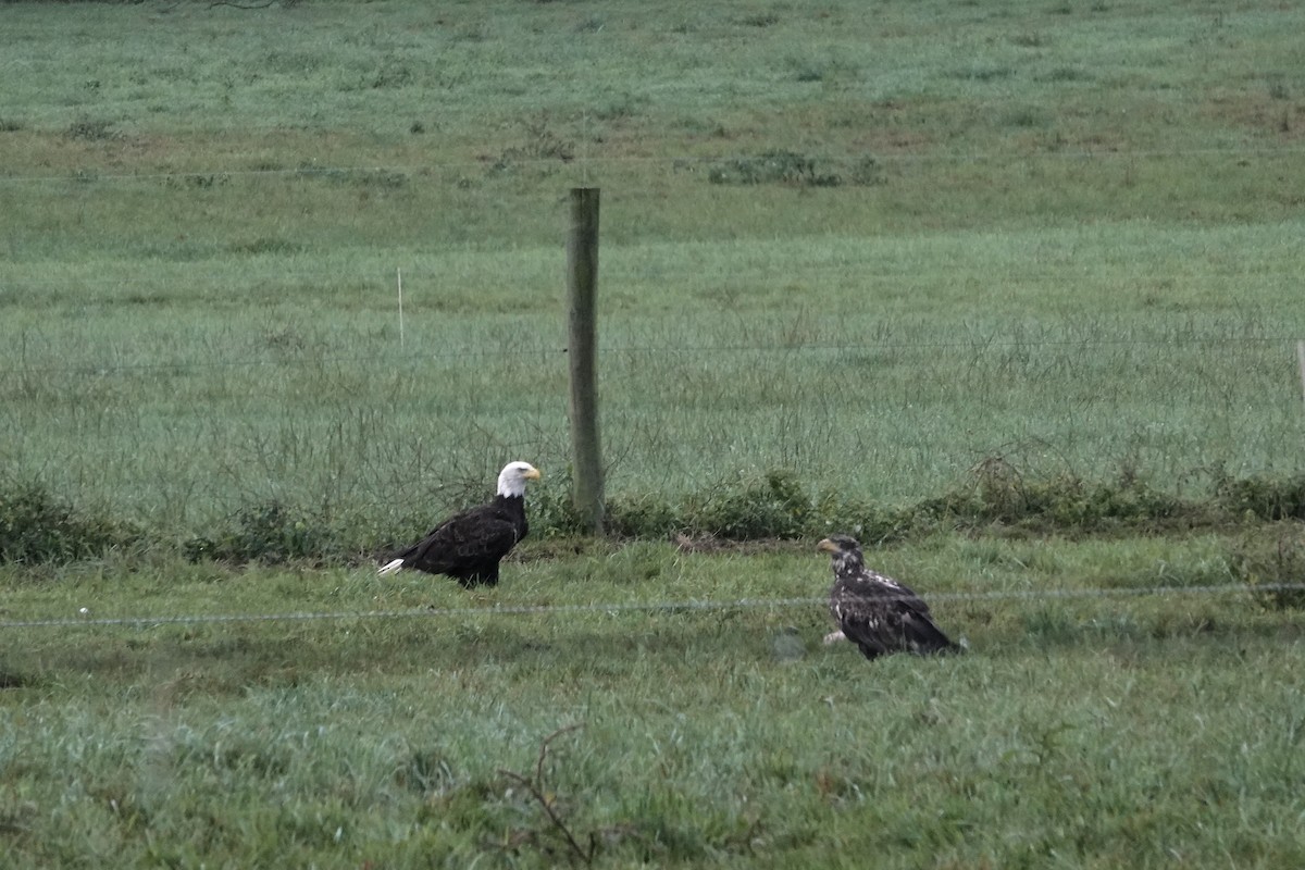 Bald Eagle - ML622133474