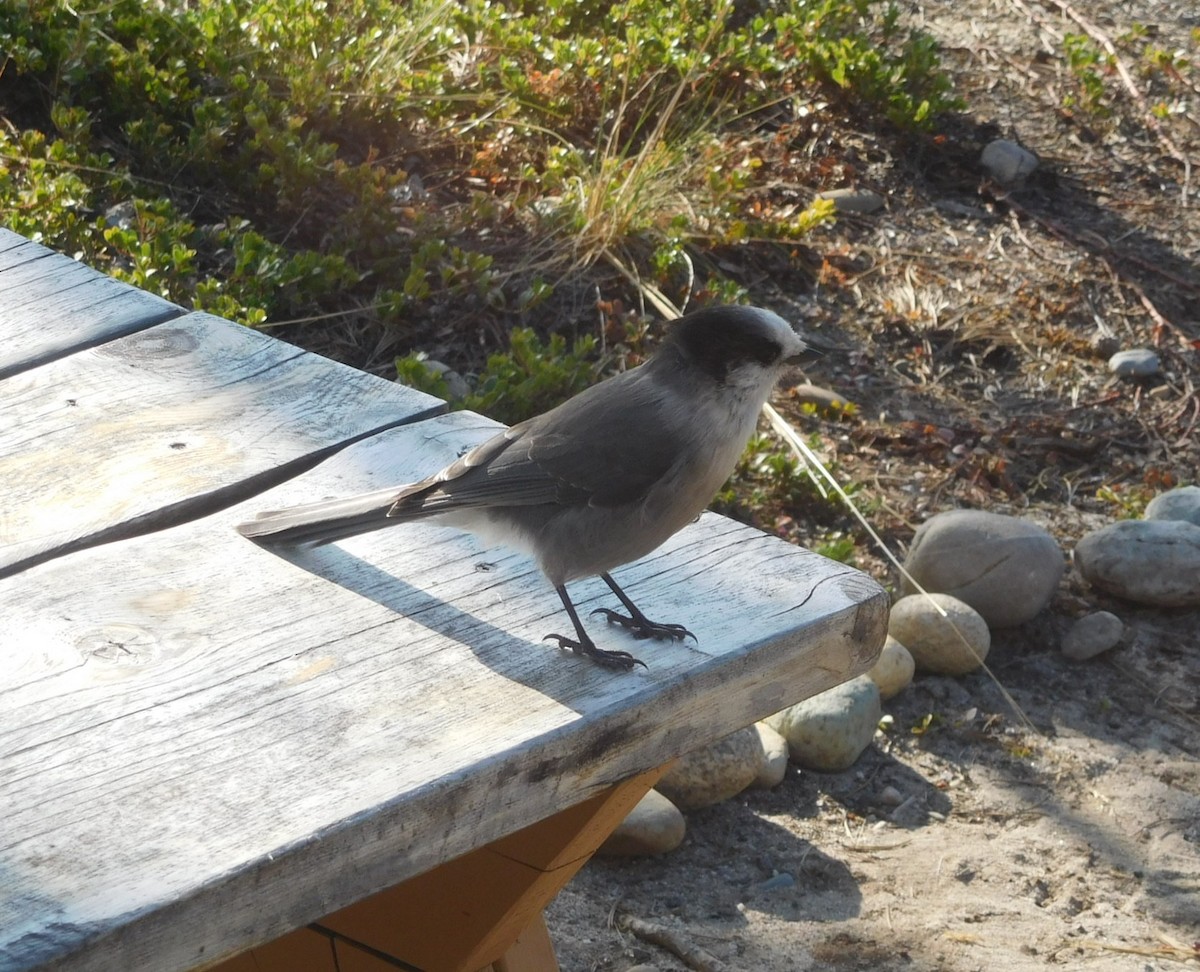 Canada Jay - ML622133475