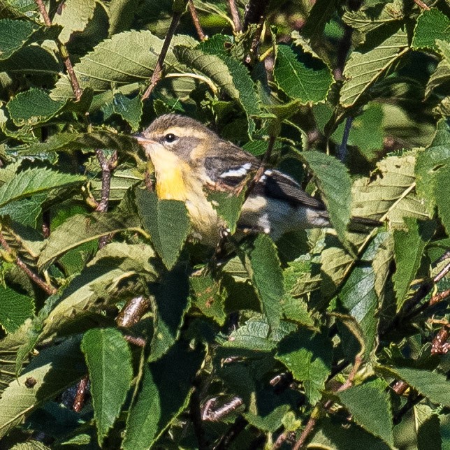 Blackburnian Warbler - ML622133476