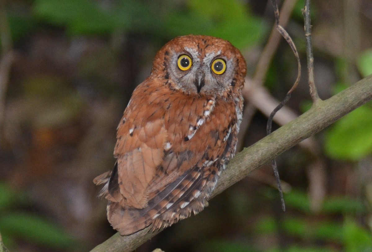 Oriental Scops-Owl - ML622133477