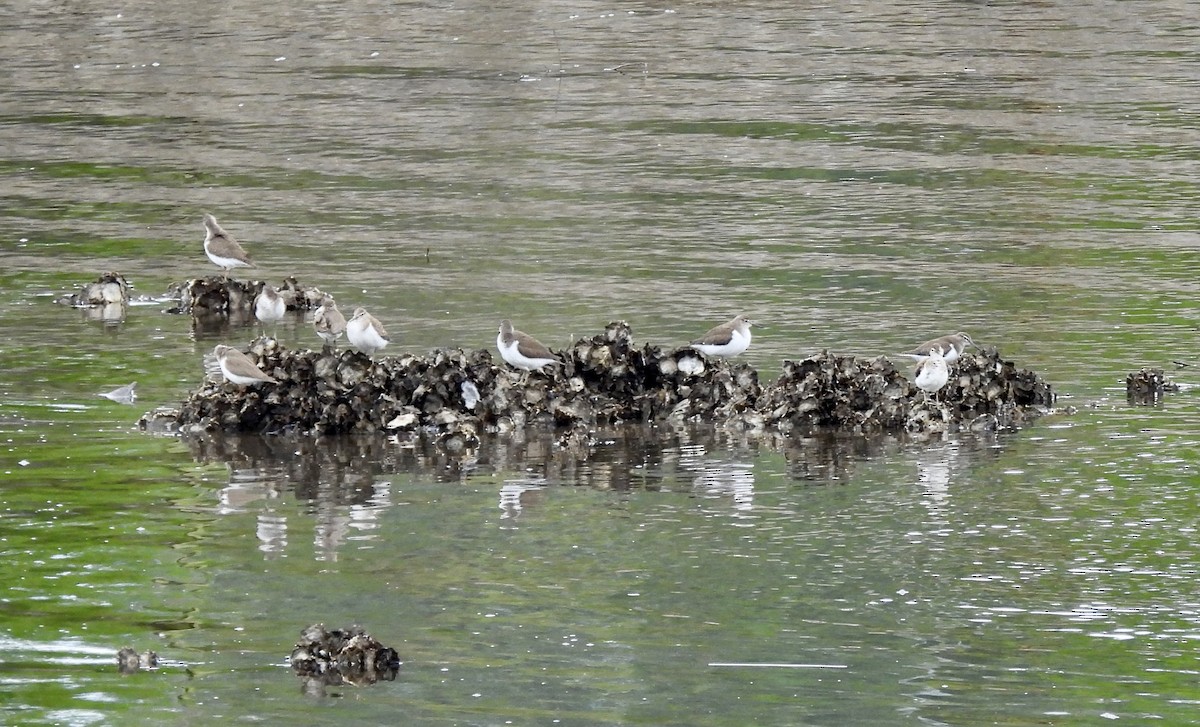 Common Sandpiper - ML622133478