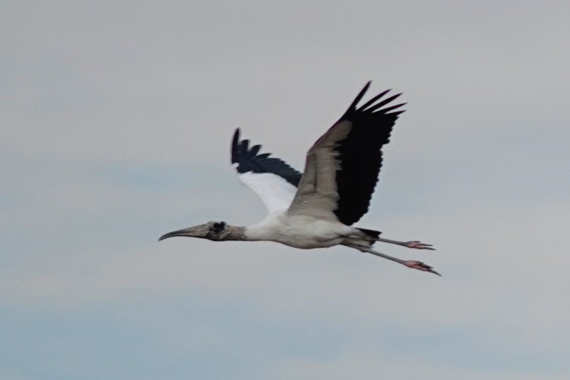 Wood Stork - ML622133479