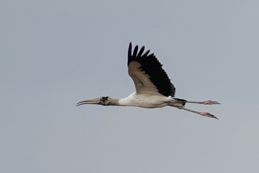 Wood Stork - ML622133480