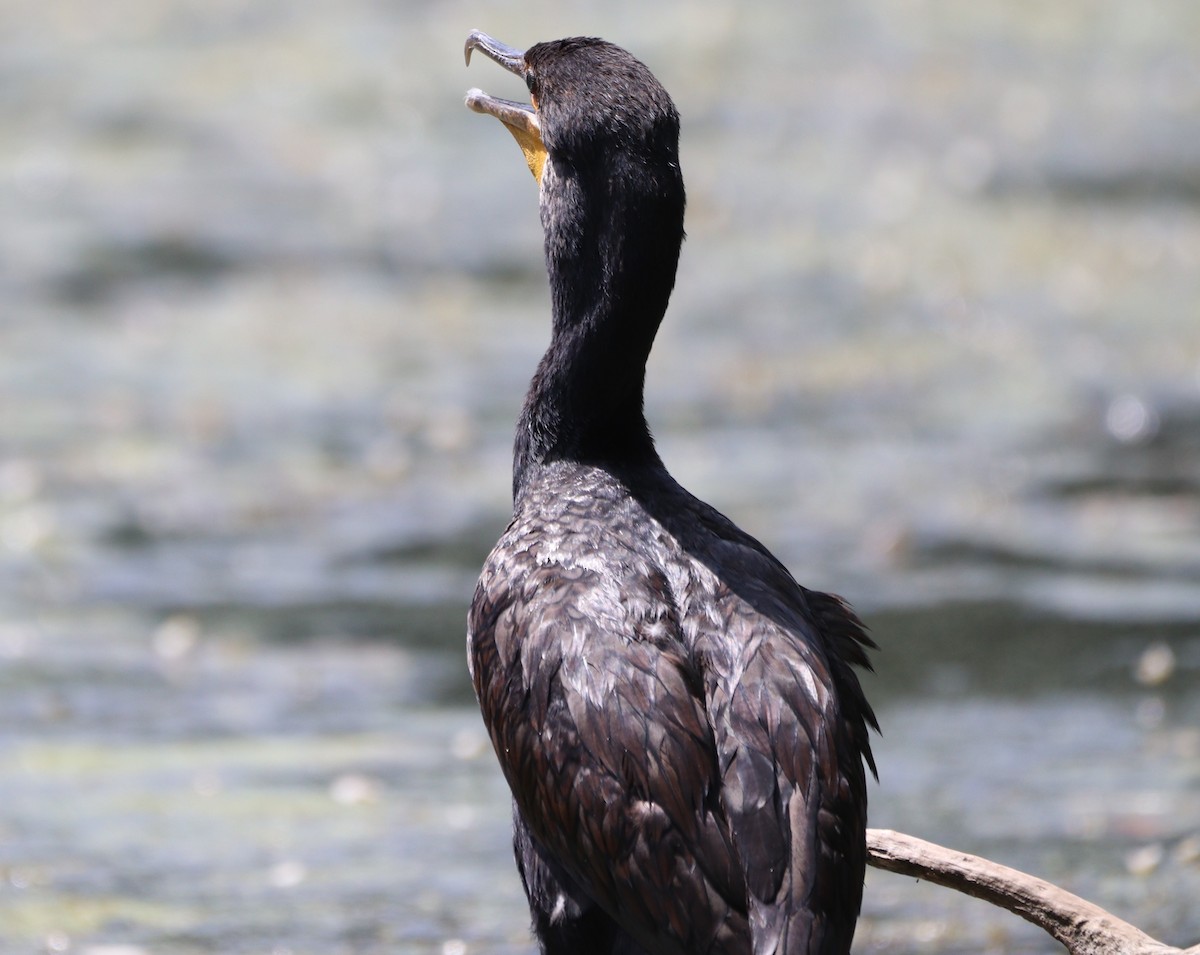 Double-crested Cormorant - ML622133481