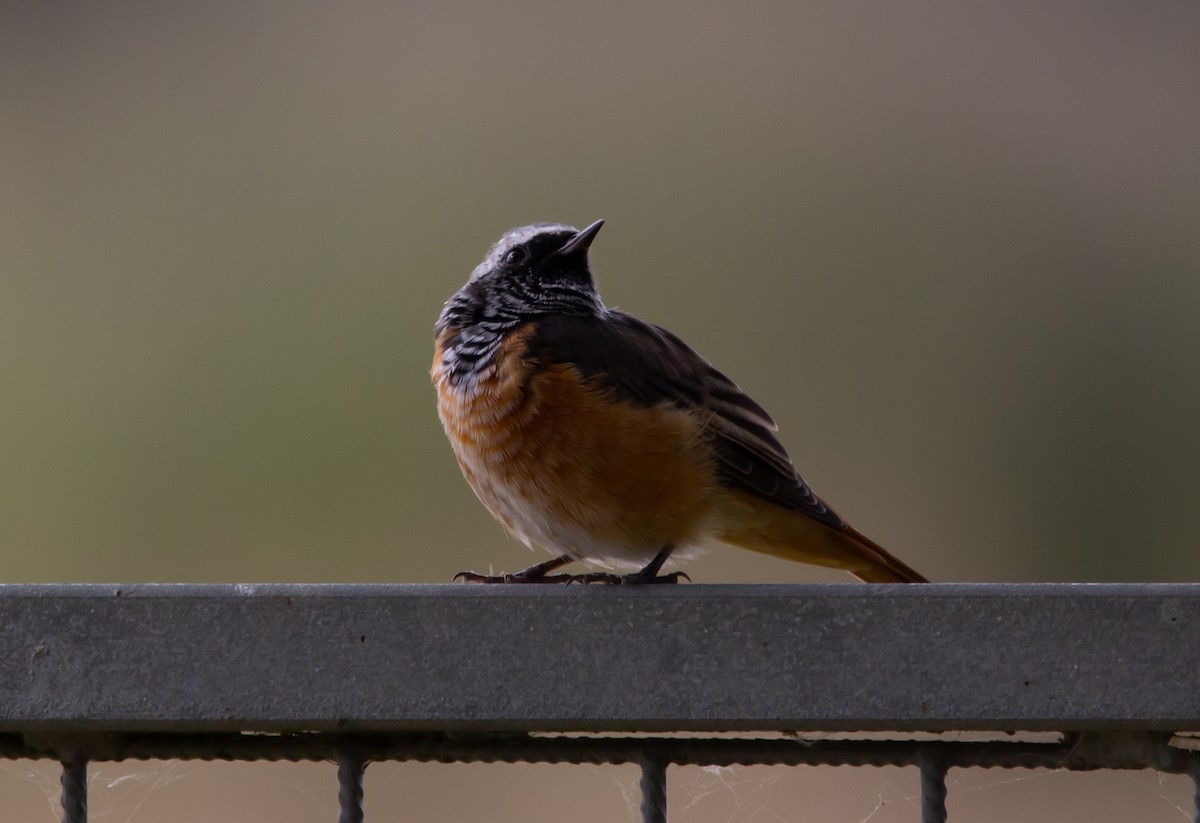 Common Redstart - ML622133501