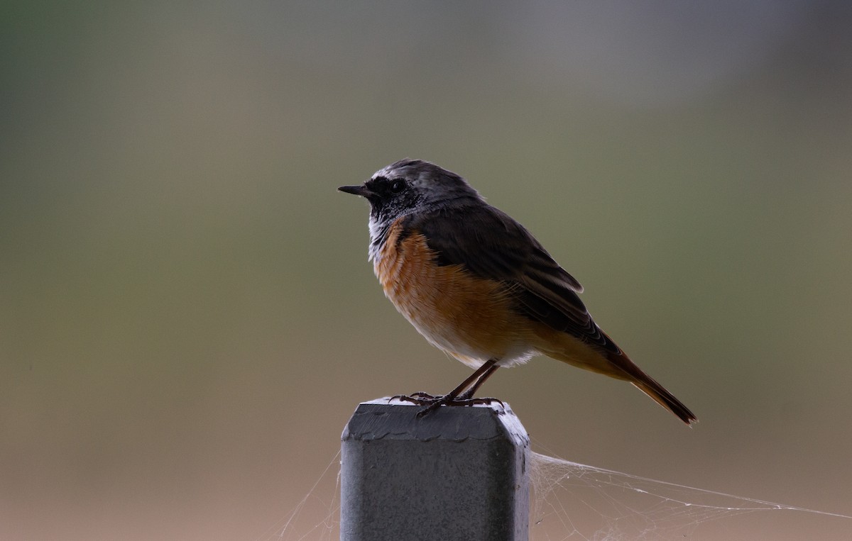 Common Redstart - Heiko Mattschull