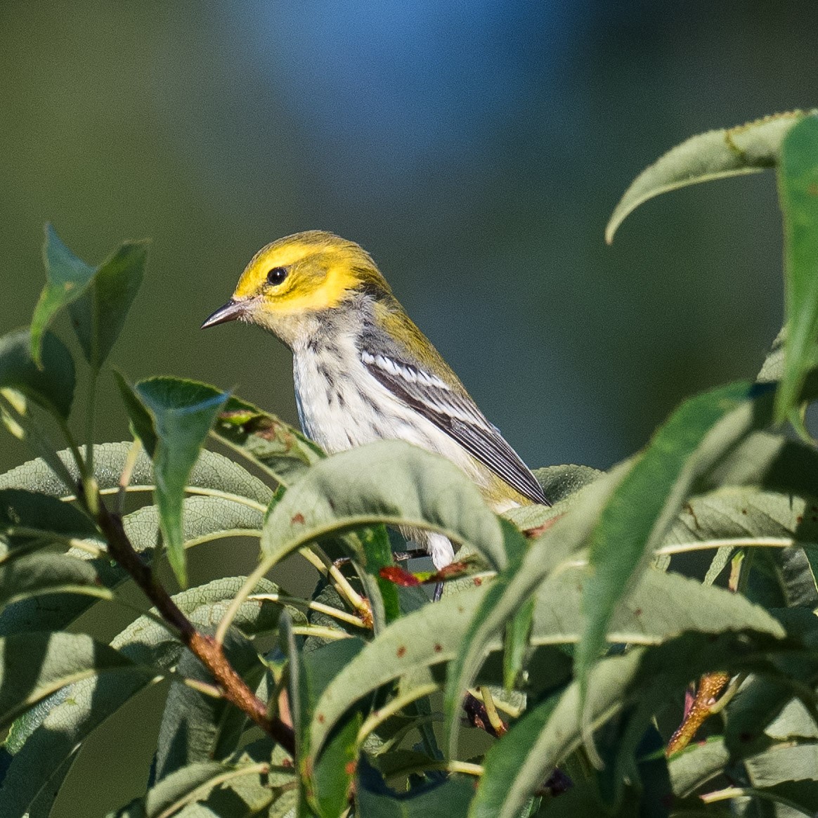 Black-throated Green Warbler - ML622133503