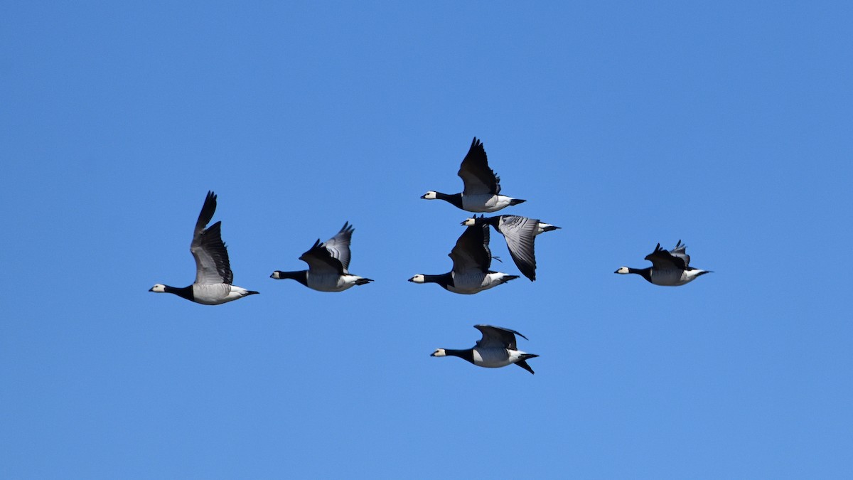 Barnacle Goose - ML622133504