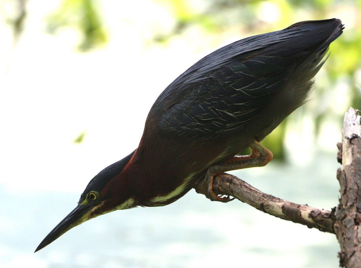 Green Heron - ML622133506