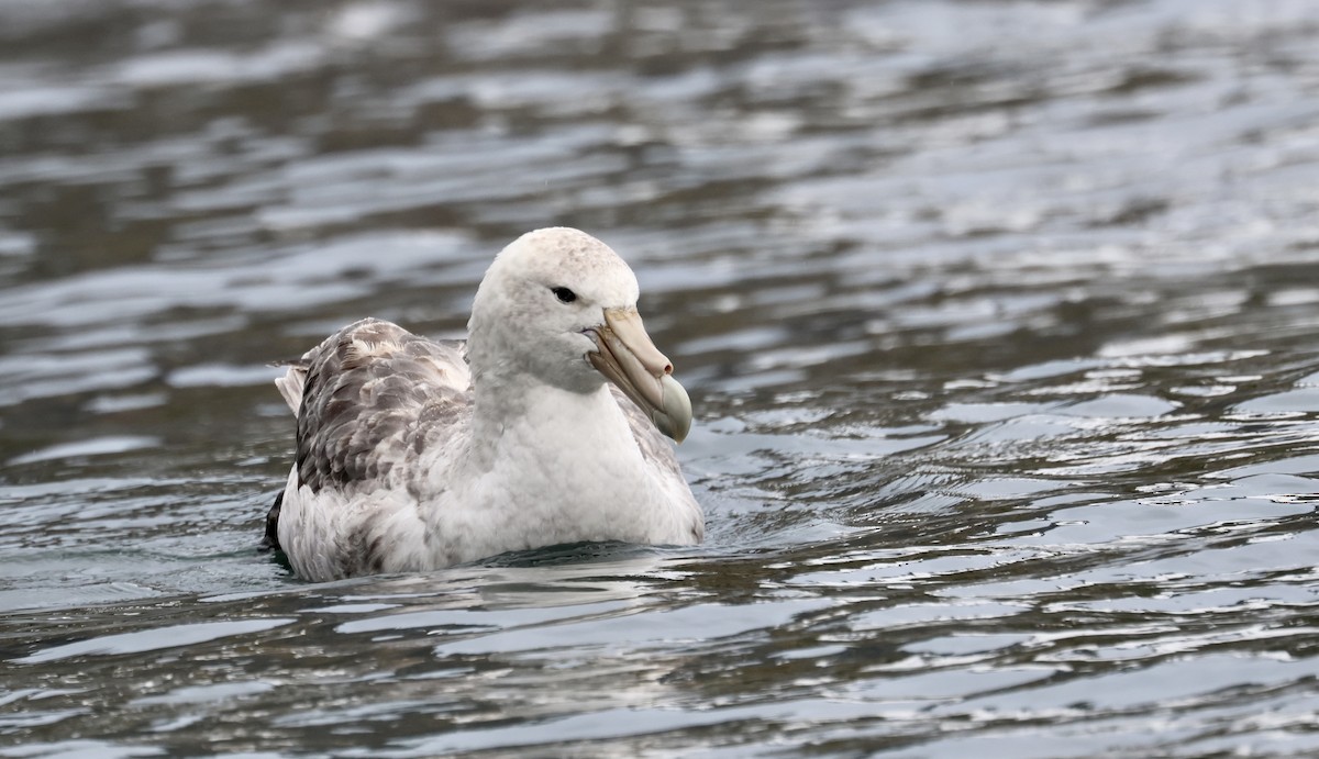 Southern Giant-Petrel - ML622133507