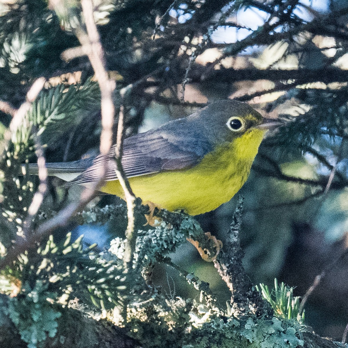 Canada Warbler - ML622133508