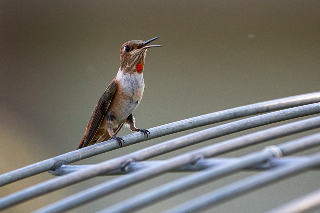 Rufous Hummingbird - ML622133509