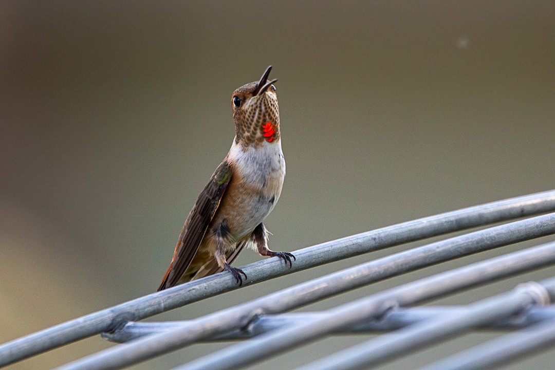 Rufous Hummingbird - ML622133510