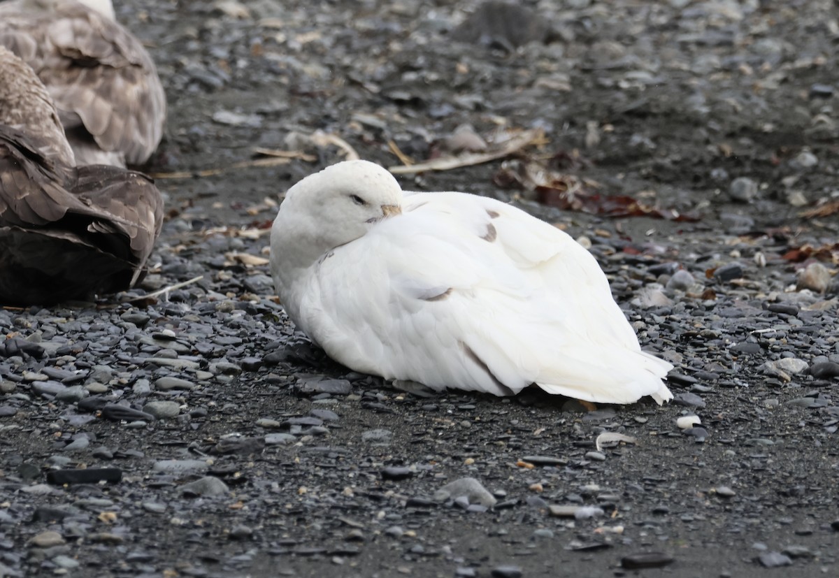 Southern Giant-Petrel - ML622133514