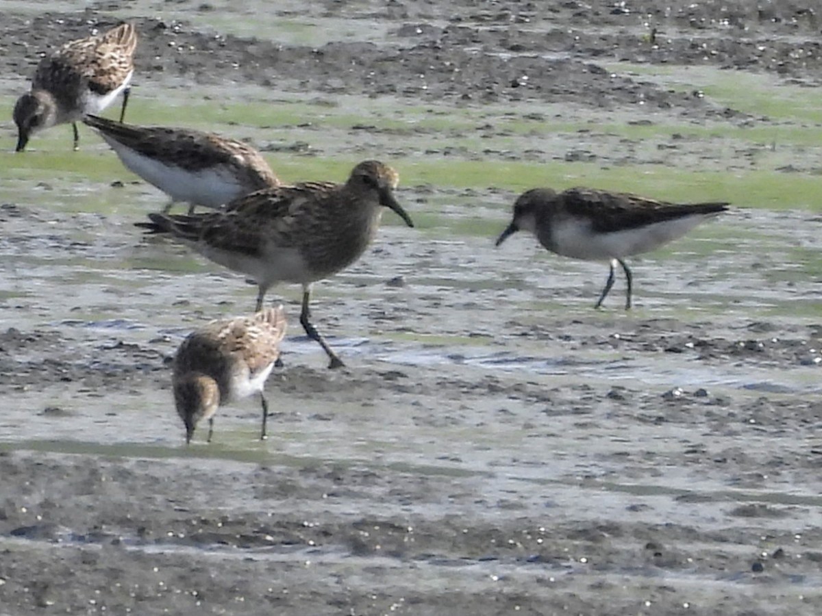 Pectoral Sandpiper - ML622133515