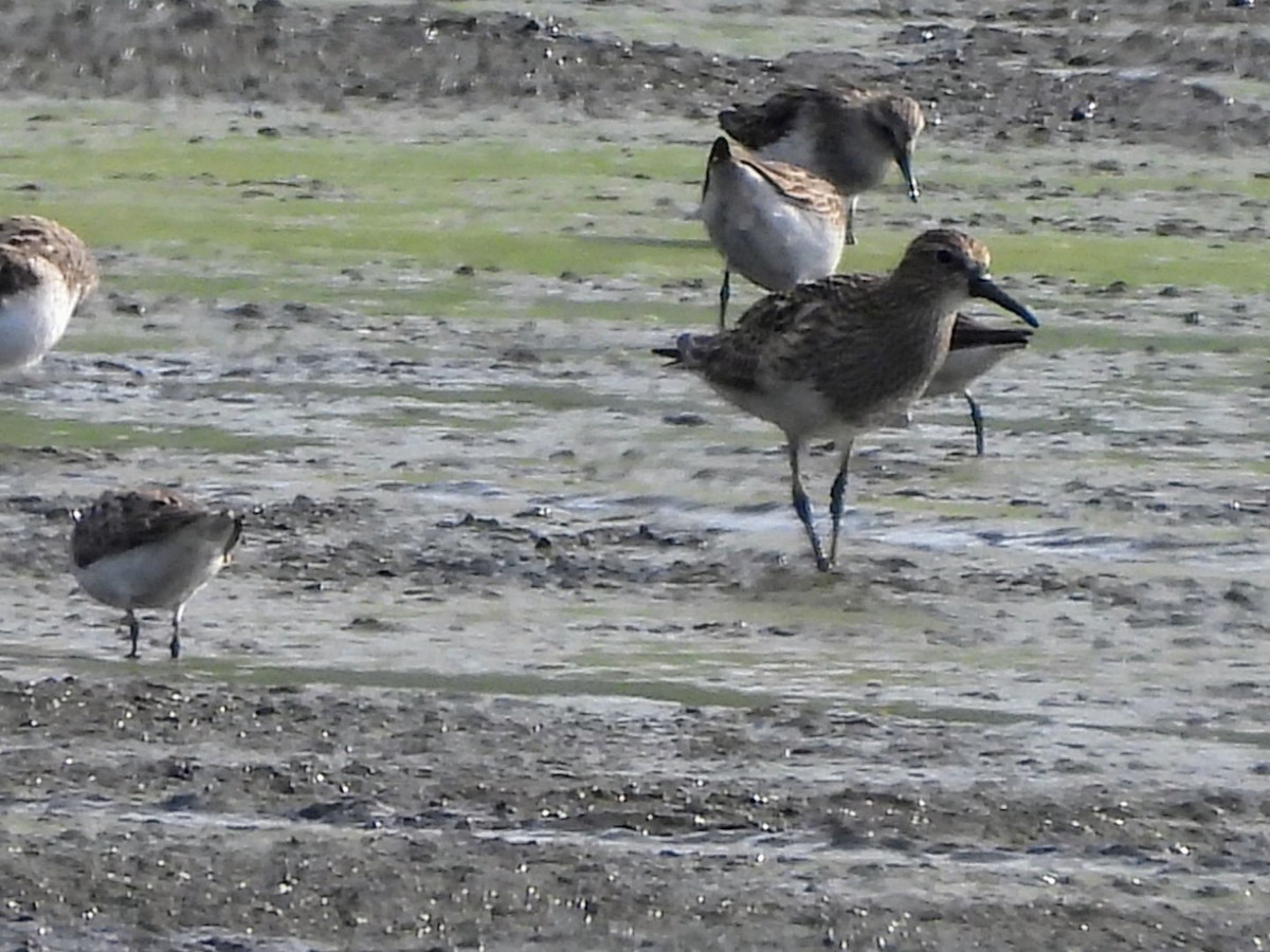 Pectoral Sandpiper - ML622133516