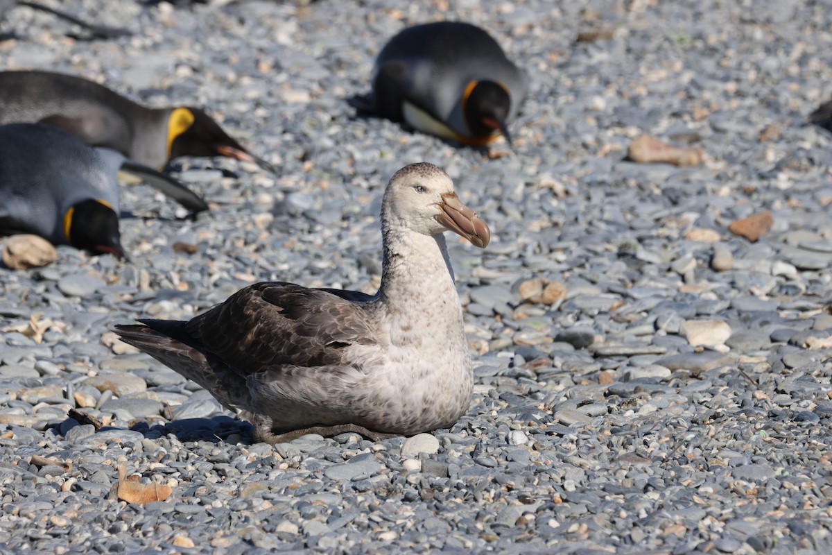 Northern Giant-Petrel - ML622133517