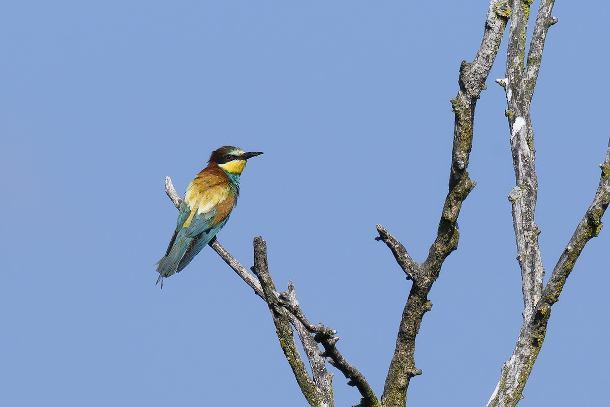 European Bee-eater - ML622133537