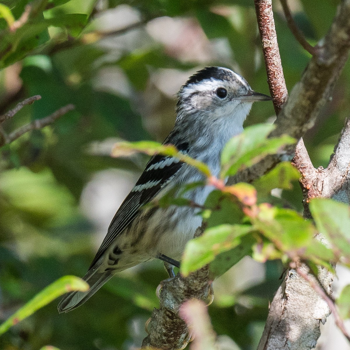 Black-and-white Warbler - ML622133543