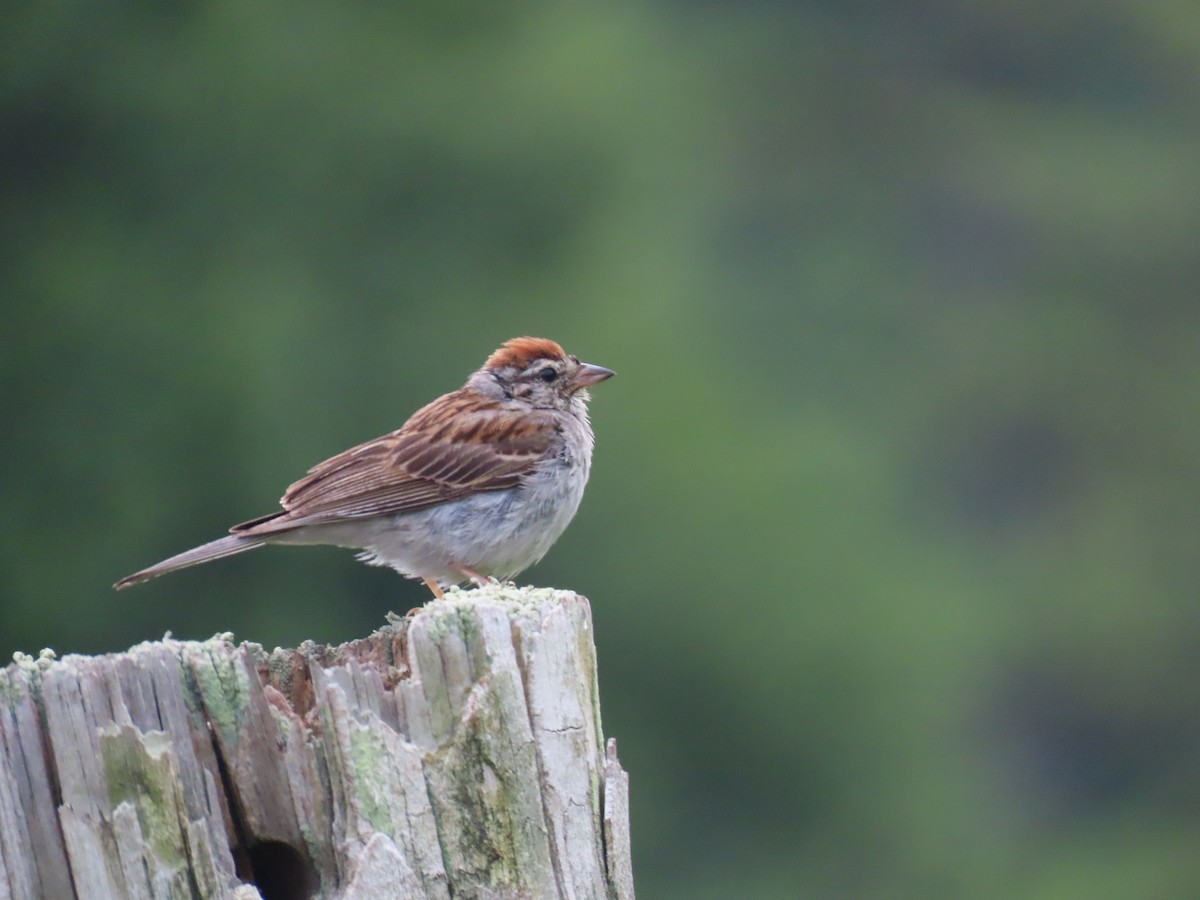 Chipping Sparrow - ML622133550
