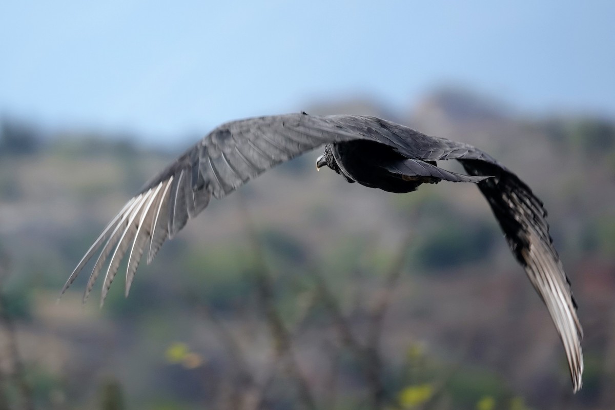 Black Vulture - ML622133551