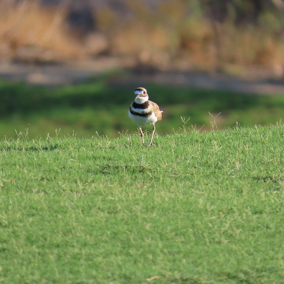 Killdeer - ML622133554