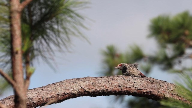 Northern Flicker (Guatemalan) - ML622133555