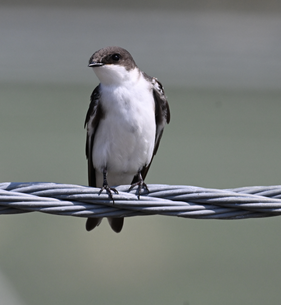 Tree Swallow - ML622133556