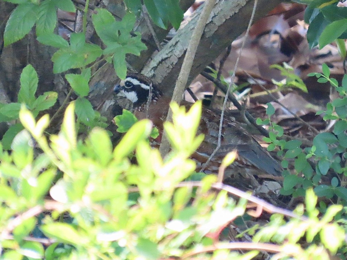 Northern Bobwhite - ML622133557