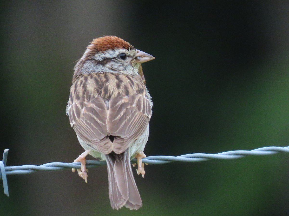 Chipping Sparrow - ML622133558