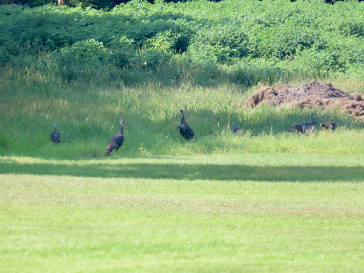 Wild Turkey - Craig Watson