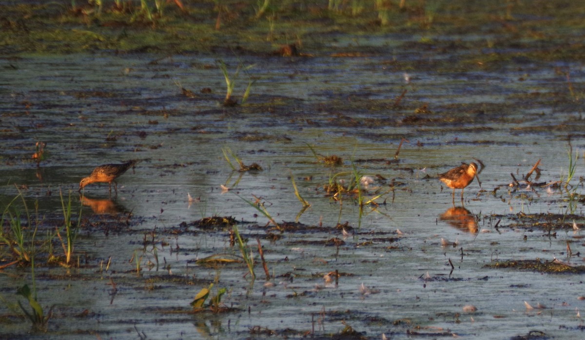 Short-billed/Long-billed Dowitcher - ML622133561