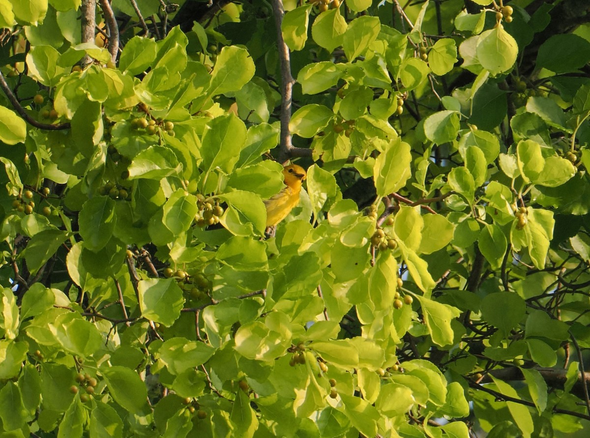 Prothonotary Warbler - ML622133563