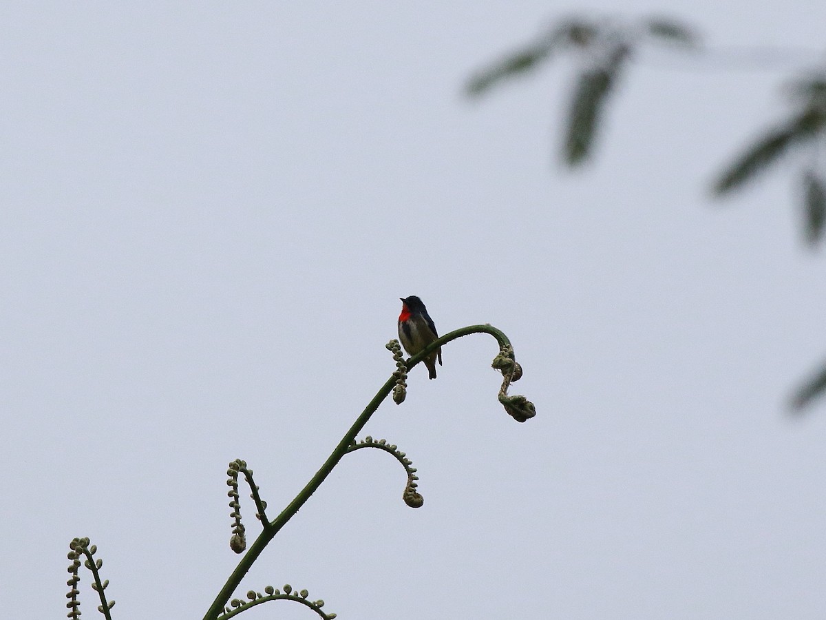 Fire-throated Flowerpecker - ML622133564
