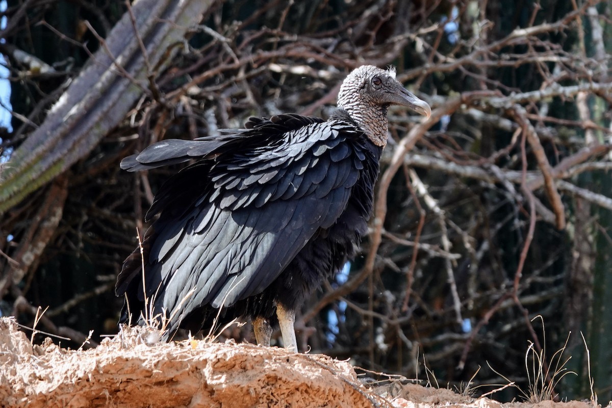 Black Vulture - ML622133565