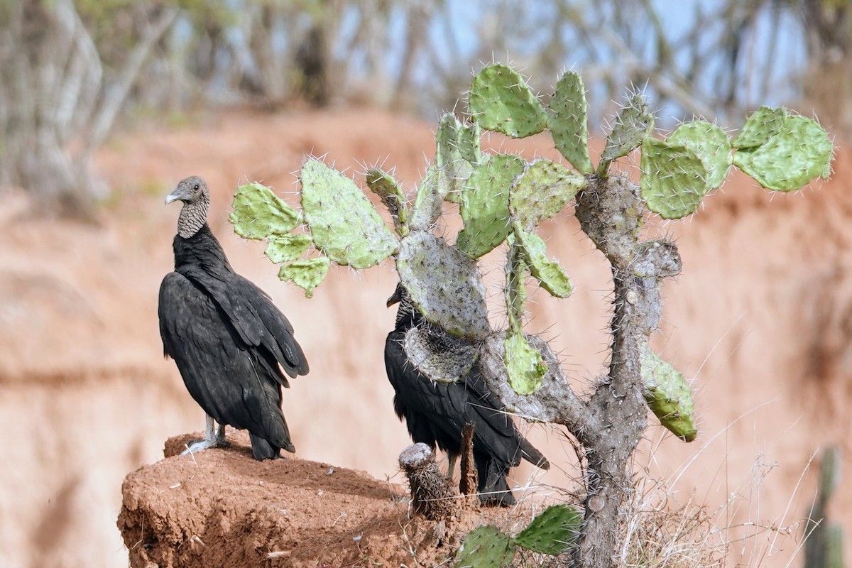 Black Vulture - ML622133566