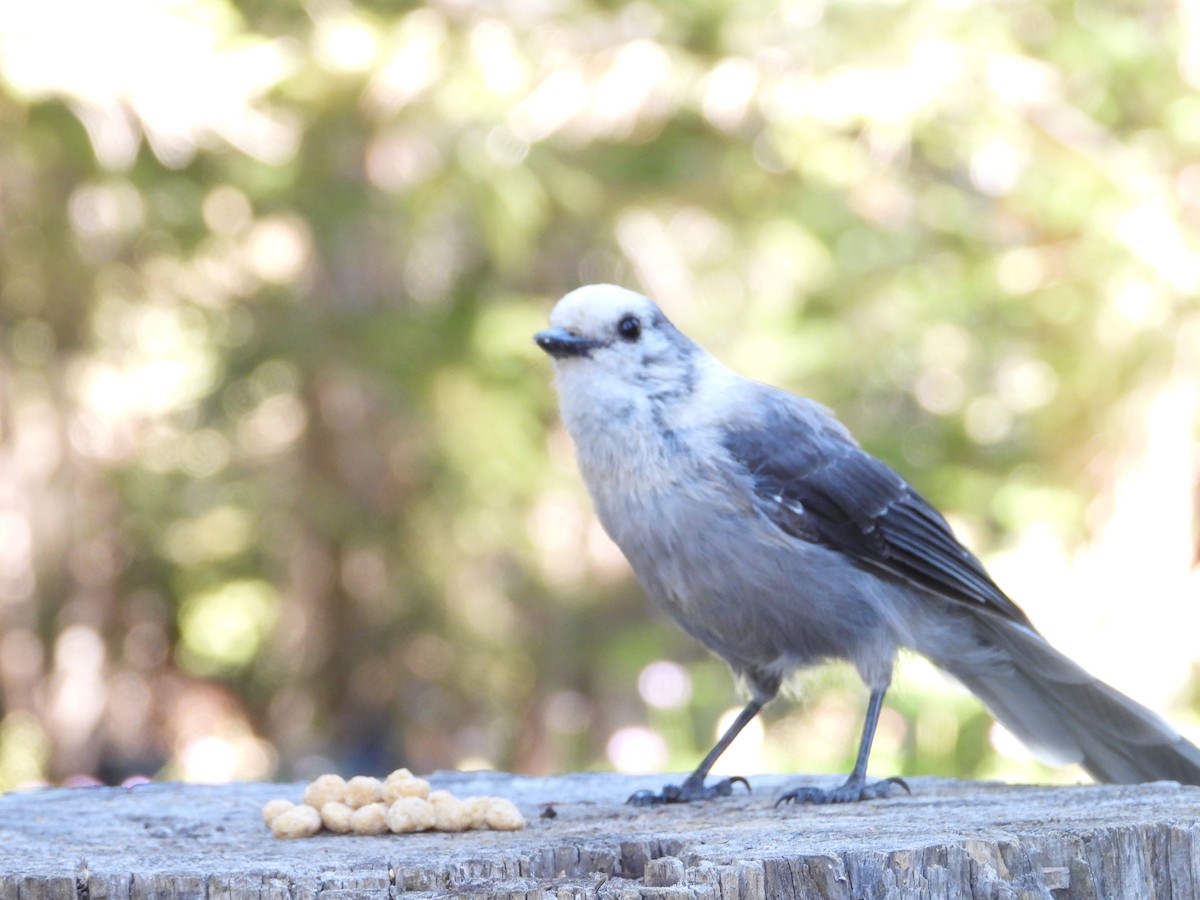 Canada Jay (Rocky Mts.) - ML622133567