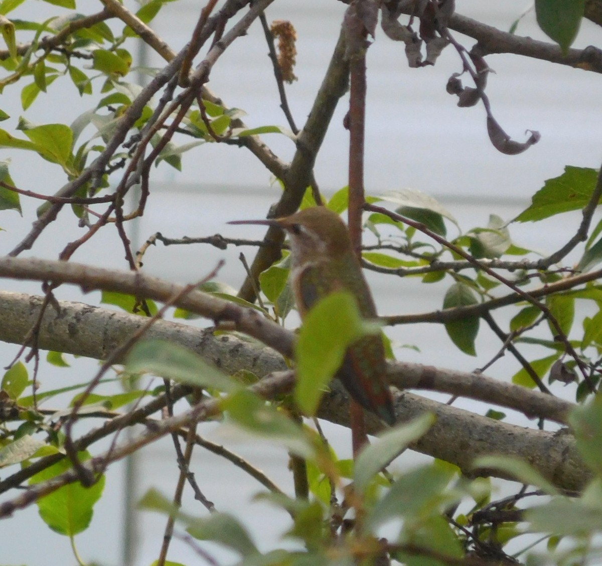 Rufous Hummingbird - ML622133568