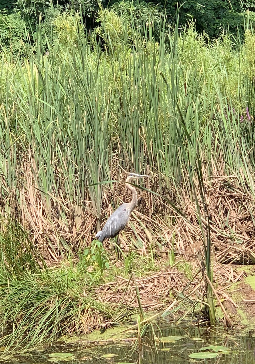 Great Blue Heron - ML622133569