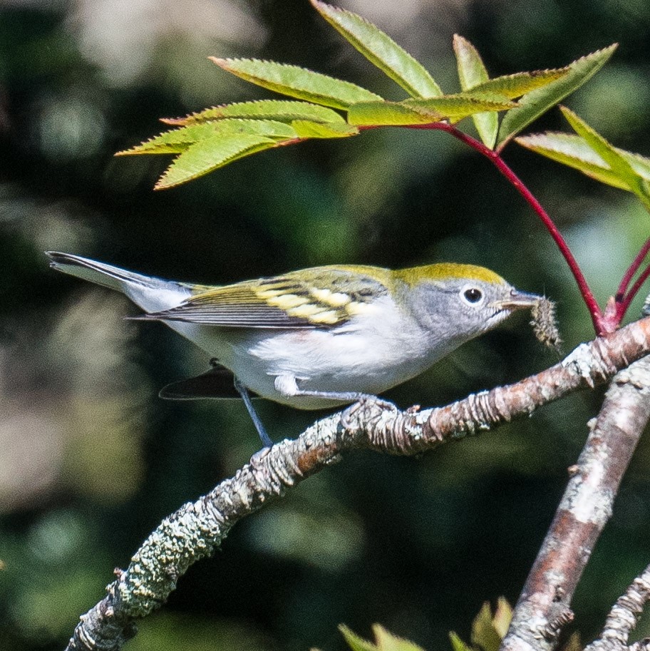 Chestnut-sided Warbler - ML622133570