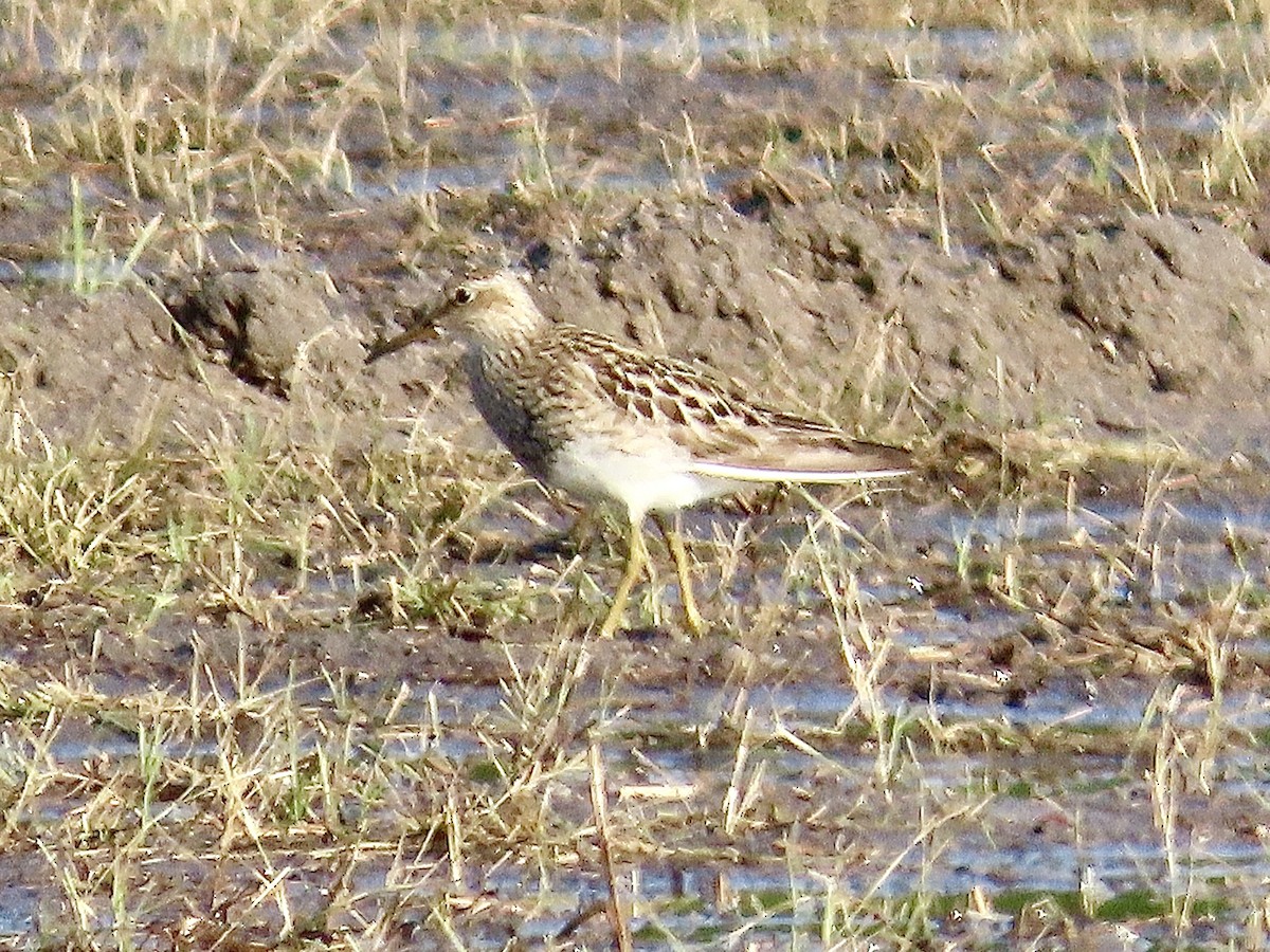 Pectoral Sandpiper - ML622133571