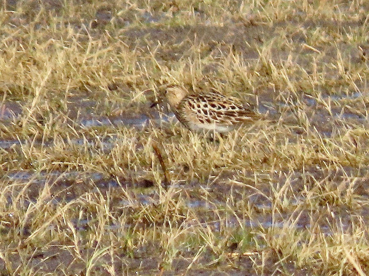 Pectoral Sandpiper - ML622133572