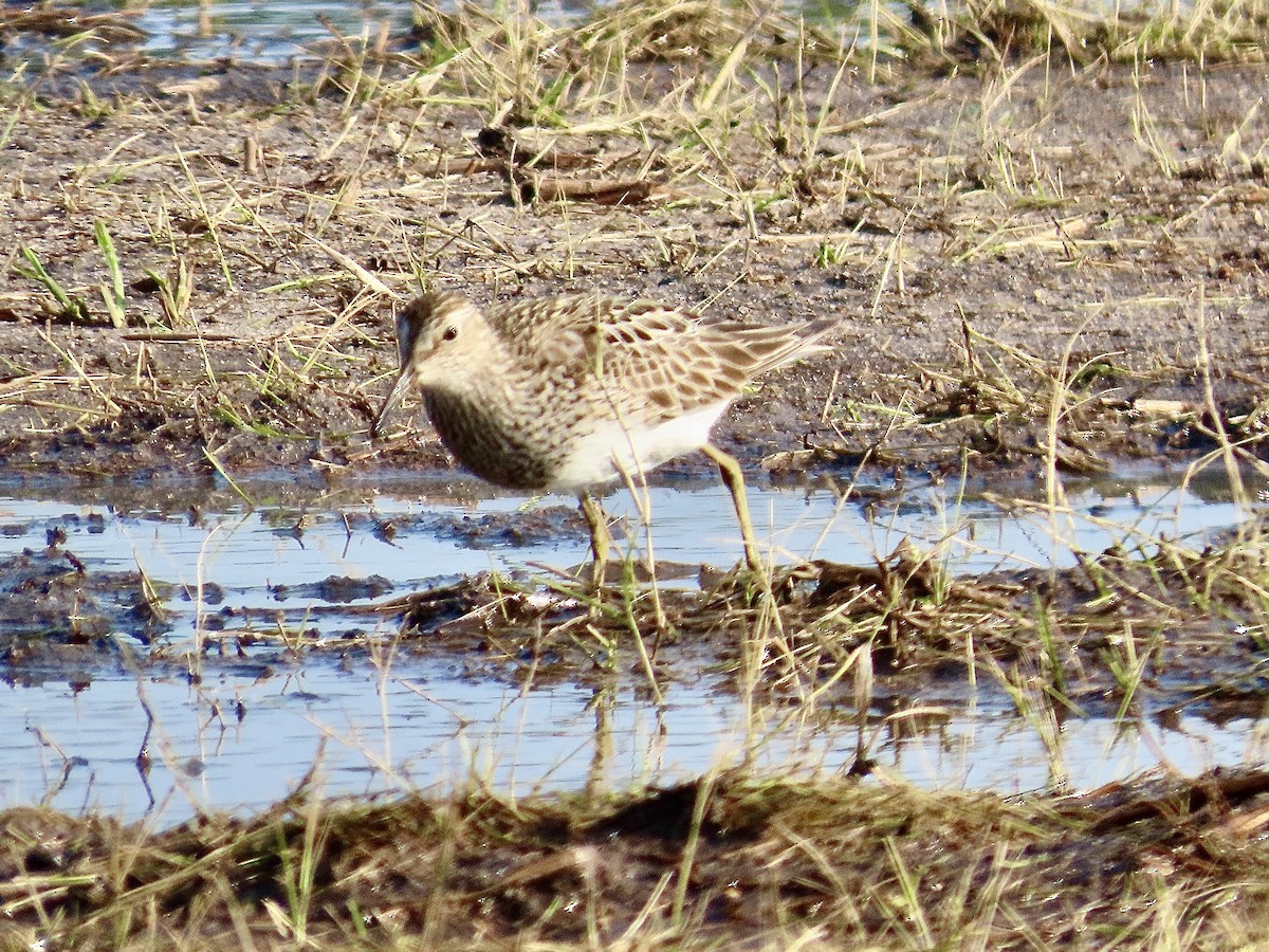 Pectoral Sandpiper - ML622133573