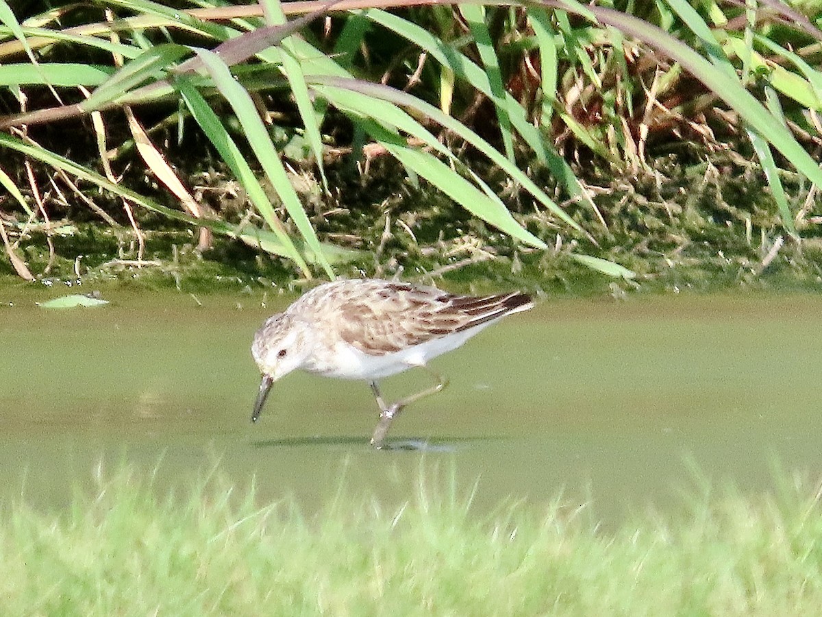 Semipalmated Sandpiper - ML622133574